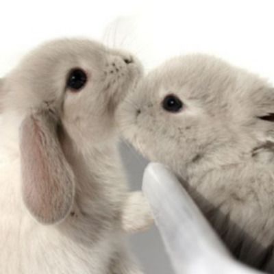 2 grey-tan holand lop bunnies with black eyes are close to each other on a white background, the right bunny is sitting in a grey container